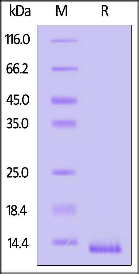 CC3-H5249-sds