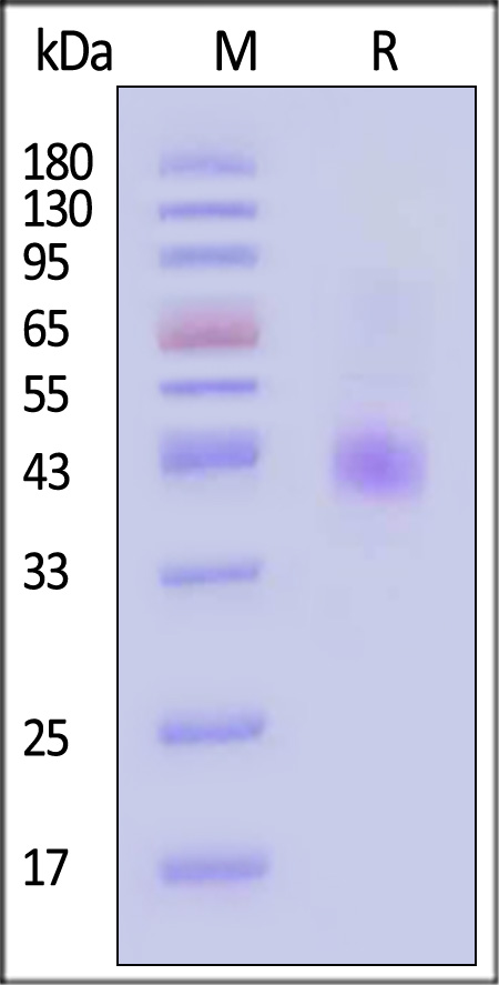 CC5-H52D1-sds