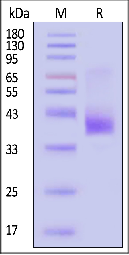 CC5-M52D9-sds