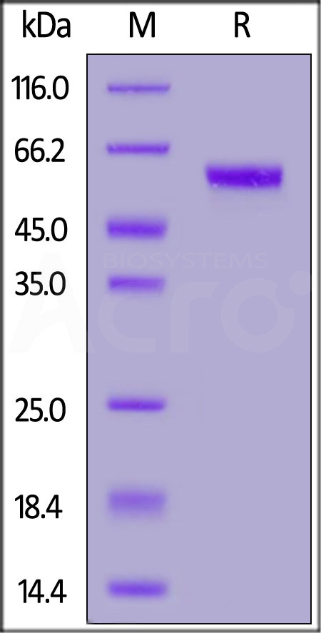 CD40 SDS-PAGE