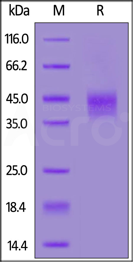 CD0-C52H3-sds