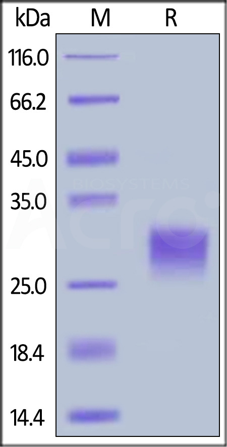 CD40 SDS-PAGE