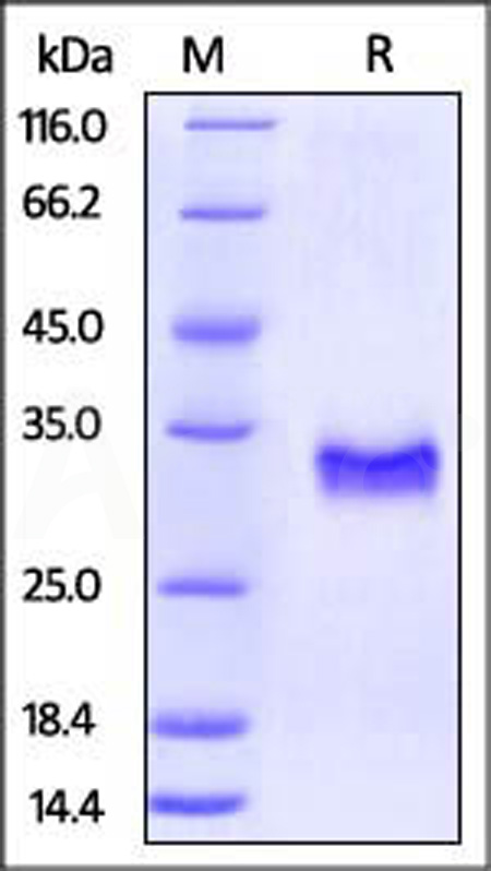 CD40 SDS-PAGE