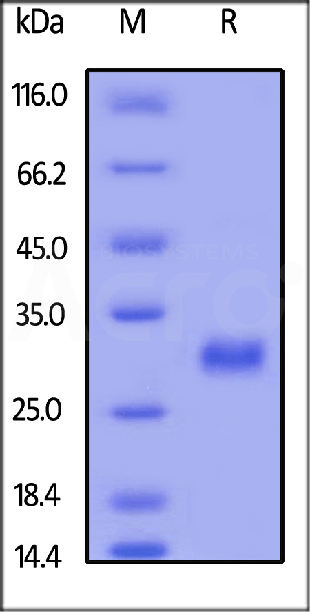 CD40 SDS-PAGE