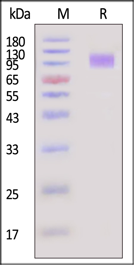 CD30 SDS-PAGE