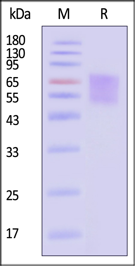 CD30 SDS-PAGE