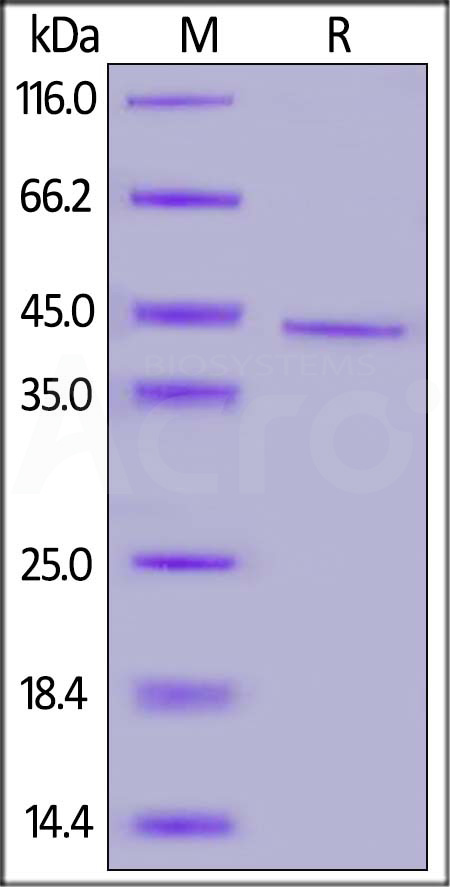 CD20 SDS-PAGE