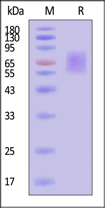 CD30 SDS-PAGE