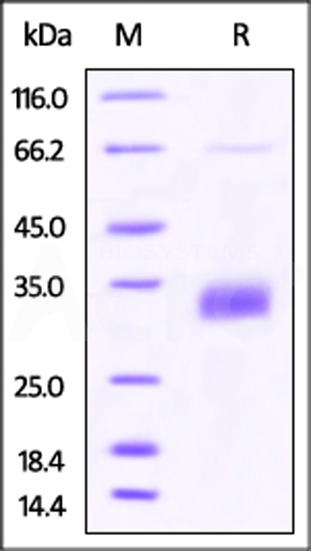 CD40 SDS-PAGE