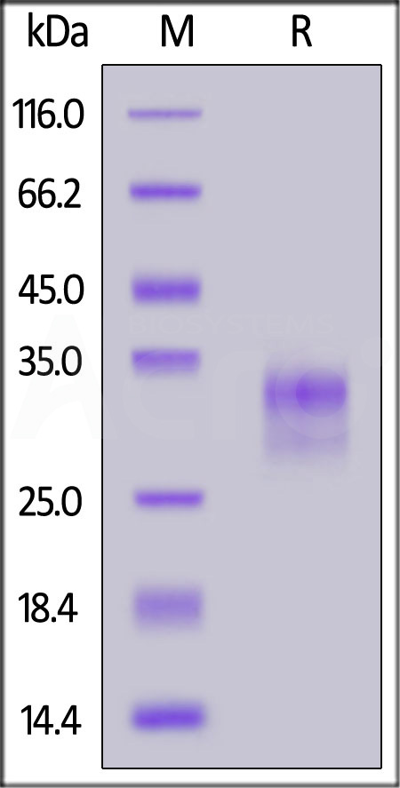 CD40 SDS-PAGE