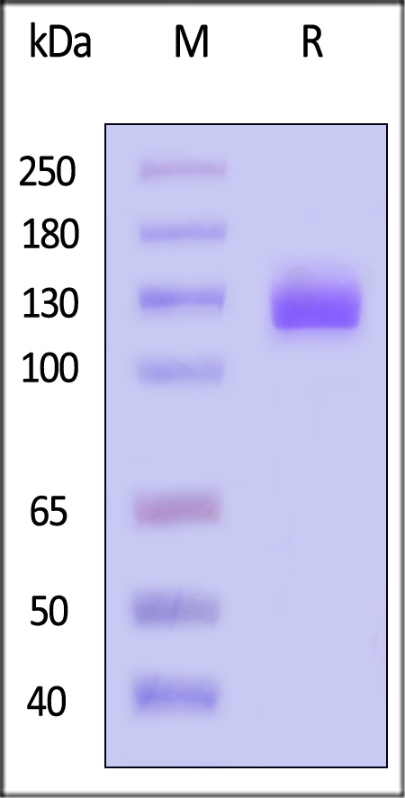 CD1-H5258-sds