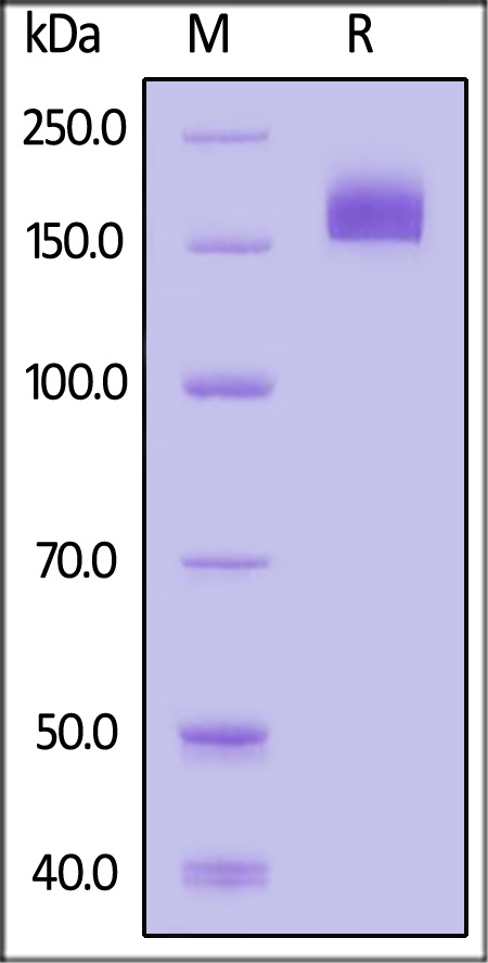 CD1-H52H4-sds