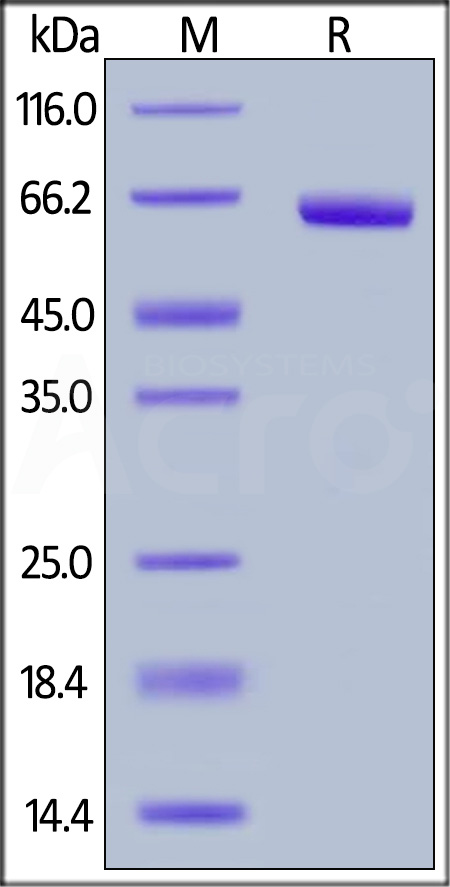 CD72 SDS-PAGE