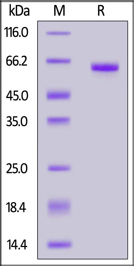 Human CD72, Mouse IgG2a Fc Tag (Cat. No. CD2-H5255) SDS-PAGE gel