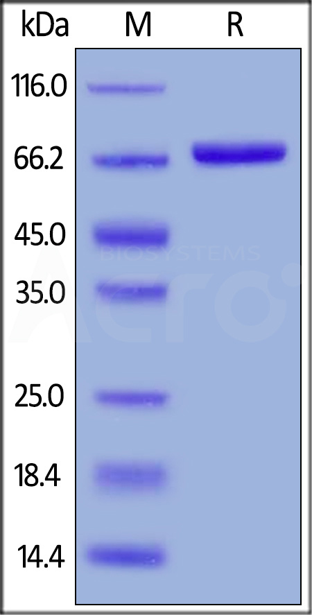 Nectin-2 SDS-PAGE