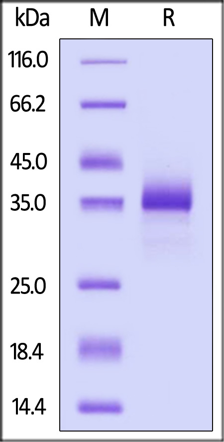 CD2-H82E3-sds