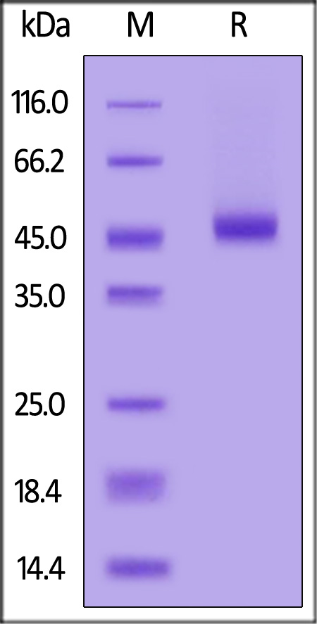 CD2-H82E7-sds