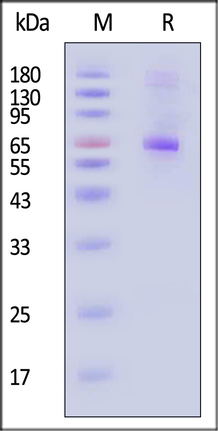 CD72 SDS-PAGE