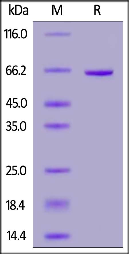 CD73 SDS-PAGE