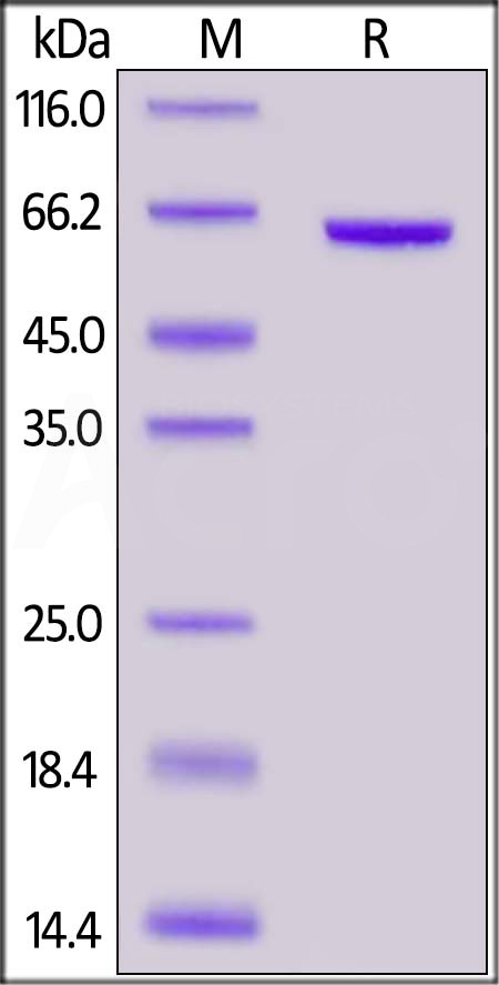 CD73 SDS-PAGE