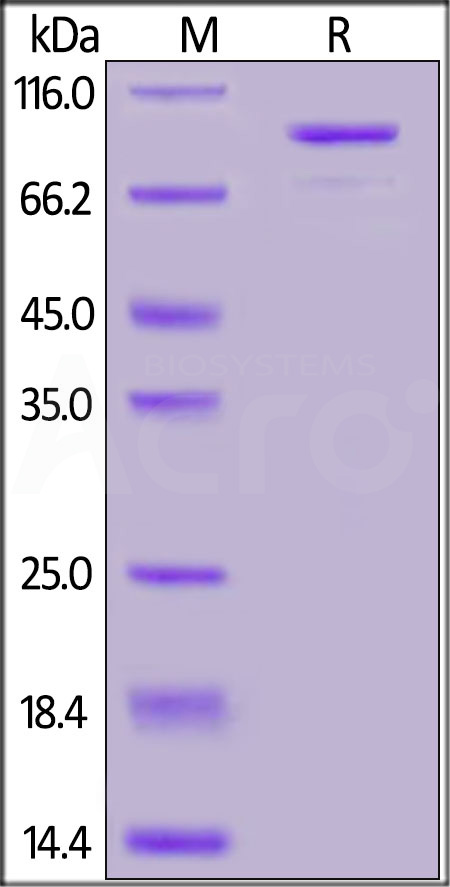 CD73 SDS-PAGE