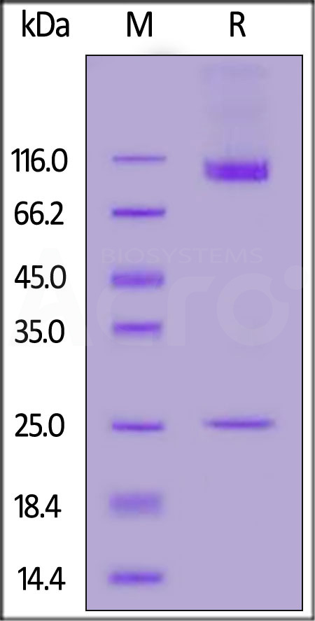 CD133 SDS-PAGE