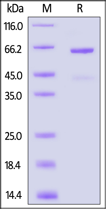 CD3-R52H5-sds