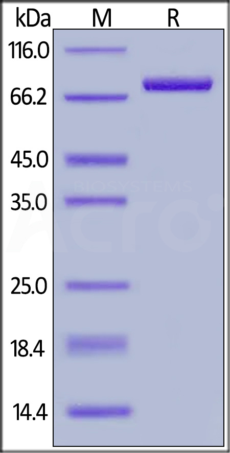 CD4-C5256-sds