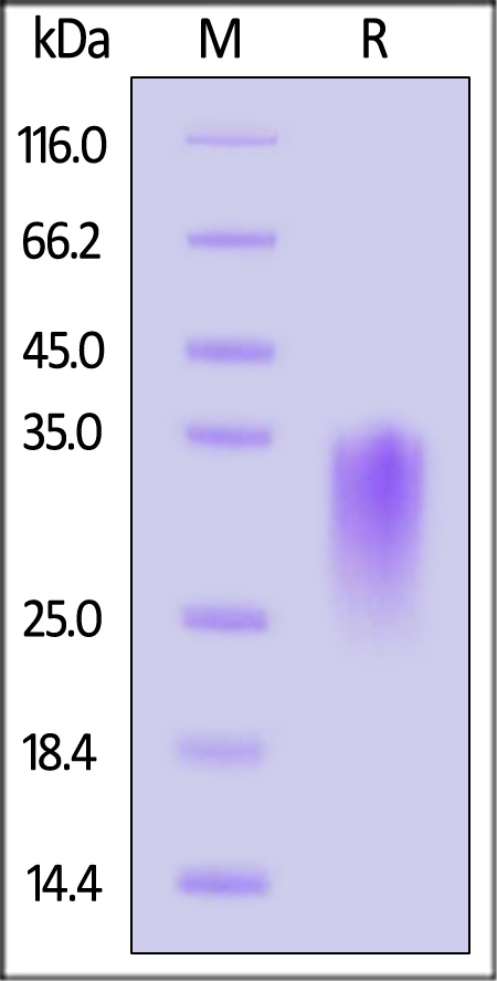 CD4-C52H5-sds