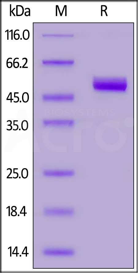 CD4 SDS-PAGE