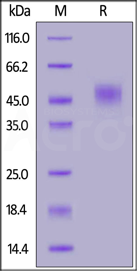 CD4-C8254-sds