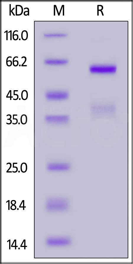 CD4-H5256-sds