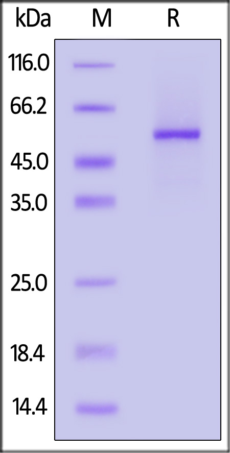 CD4-H5258-sds