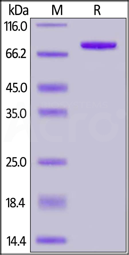 CD4-H5259-sds