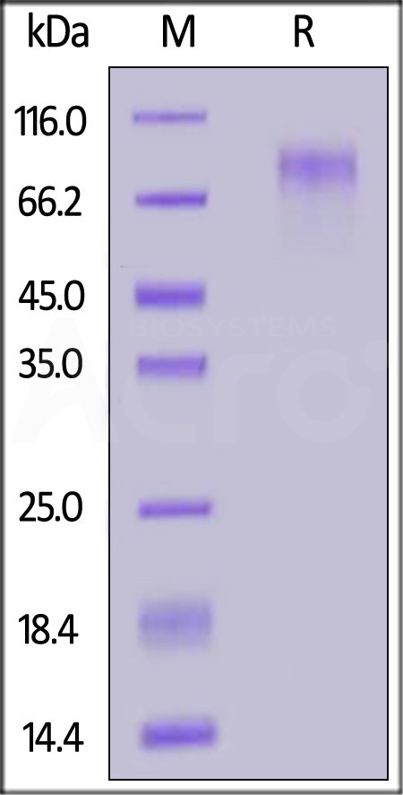 CD4-H52H9-sds