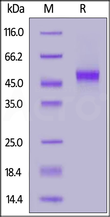 CD4-H8228-sds