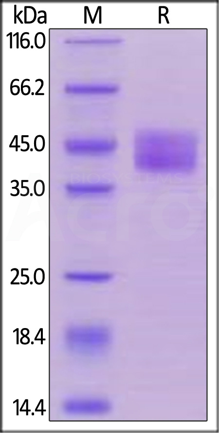 CD4-H82E5-sds