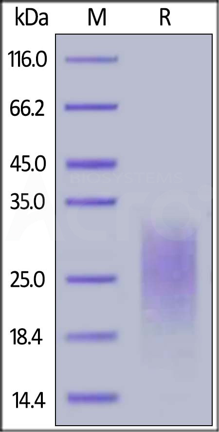 CD4-H82E9-sds