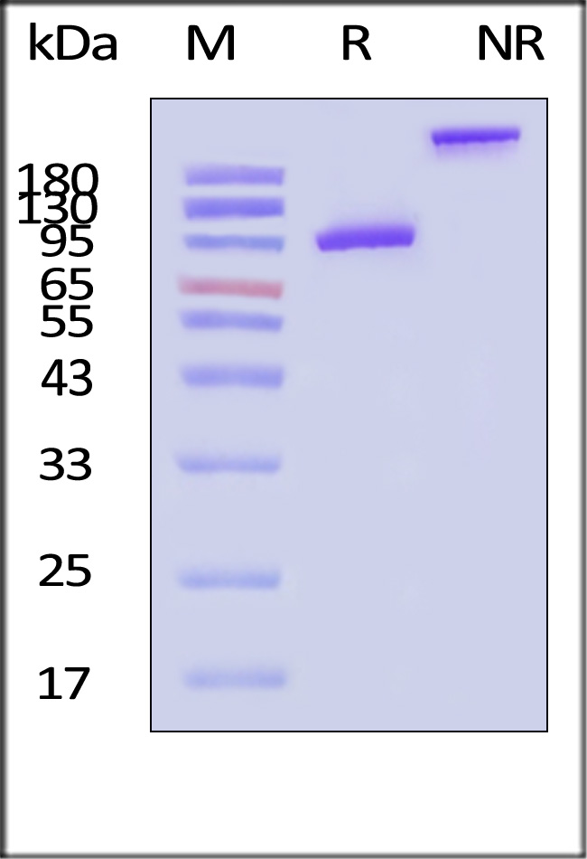 CD4 SDS-PAGE