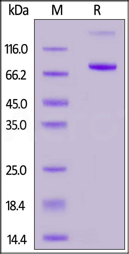 CD4-HF255-sds