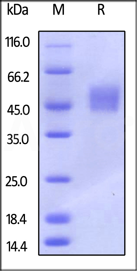 Fc gamma RI / CD64 SDS-PAGE