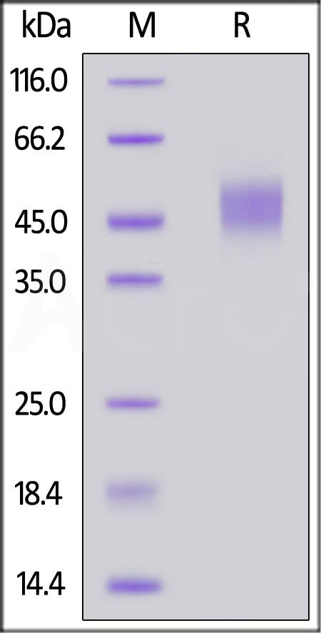 CD4-M82E7-sds