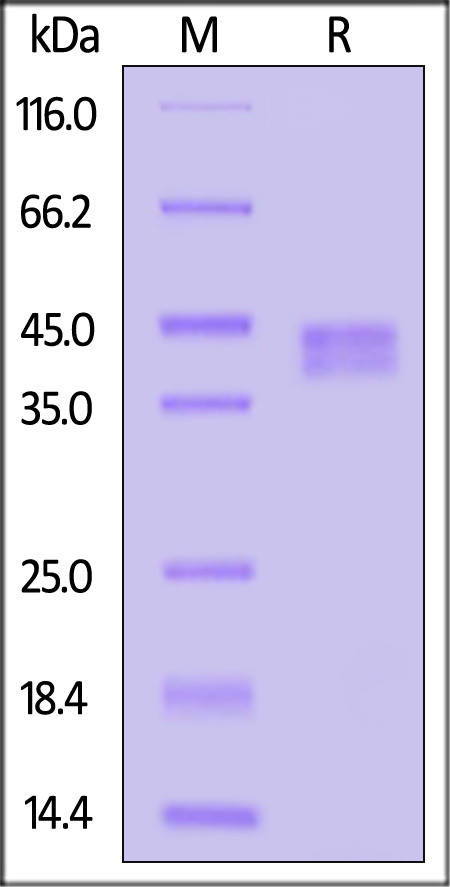 Fc gamma RI / CD64 SDS-PAGE