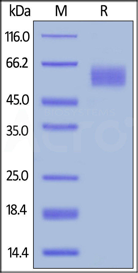 CD5-H5223-sds