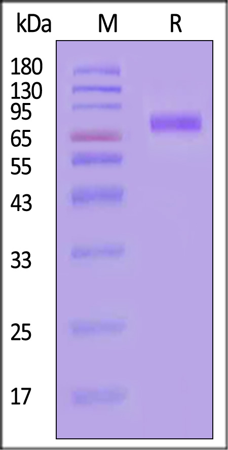 CD5-H5251-sds