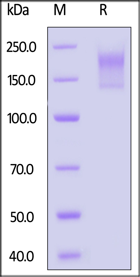 CD5-H5259-sds