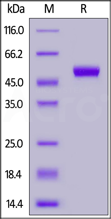 CD5-H52H2-sds