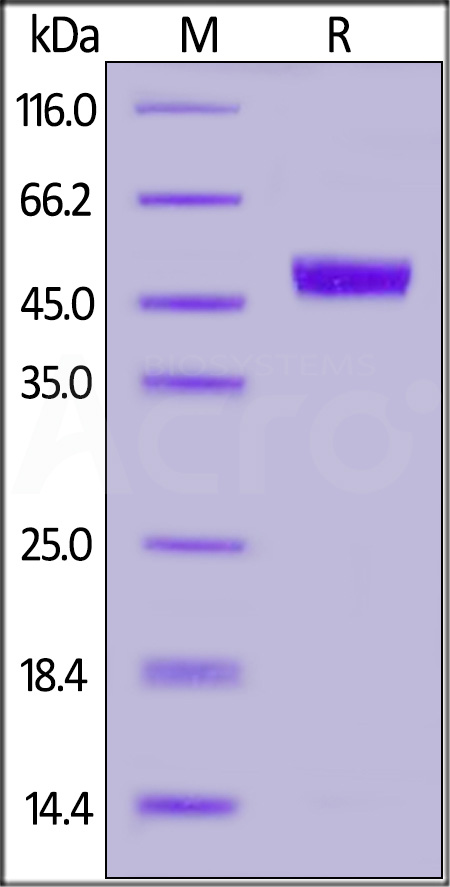 CD5-H52H5-sds