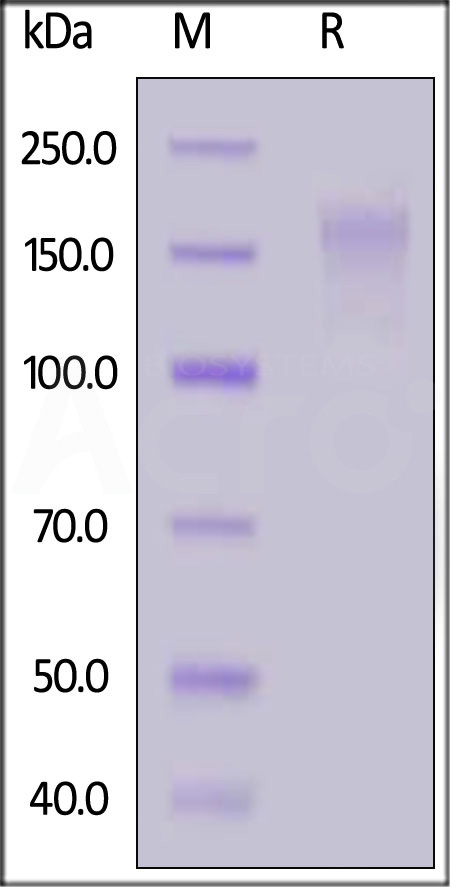 CD5-H52H8-sds