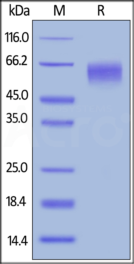 CD155 SDS-PAGE